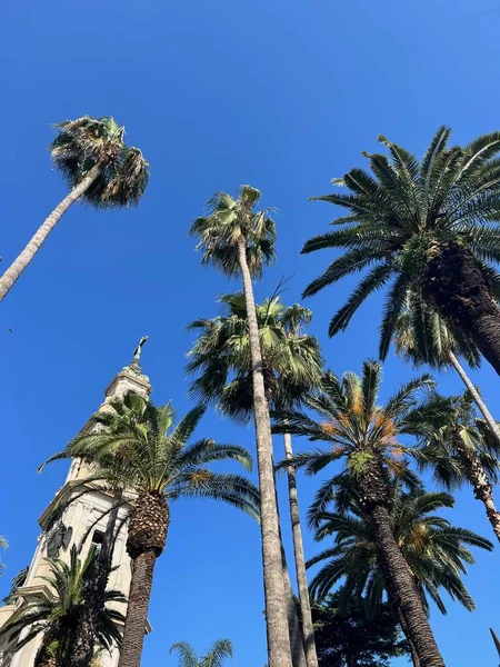 Green palm trees against blue sky and white clouds. Tropical jungle forest with bright blue sky. Fashion, travel, summer, vacation and tropical beach concept. Summer traveling. California palm trees.