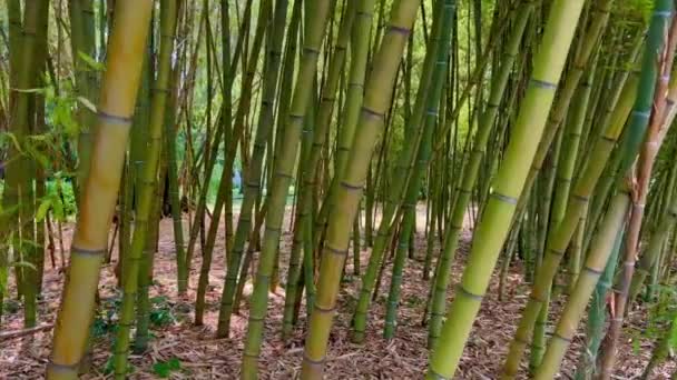 Бамбуковый Лес Бали Джунгли Бамбуковых Деревьев Тропическом Убуде Бали Индонезия — стоковое видео