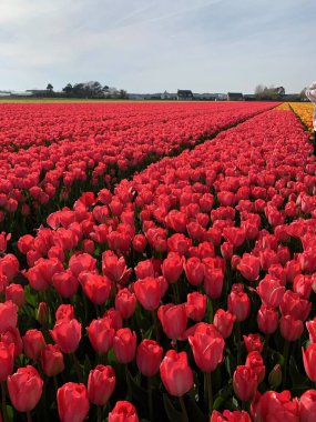 Hollanda 'da çok güzel laleler var. Hollanda. Keukenhof, Lisse 'deki renkli lale çiçeği tarlaları Hollanda' da alacakaranlıkta. Lale çiçeği tarlası tarlasında. Hollanda laleleri. Muhteşem bir bahar etkinliği. 