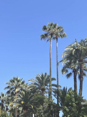 Mavi güneşli gökyüzüne karşı üç güzel palmiye ağacı. İnanılmaz gezinti güvertesi, muhteşem palmiye ağaçları ve yürüyen insanlarla ya da bisikletle, French Riviera. Güzel mavi gökyüzüne karşı mükemmel palmiye ağaçları