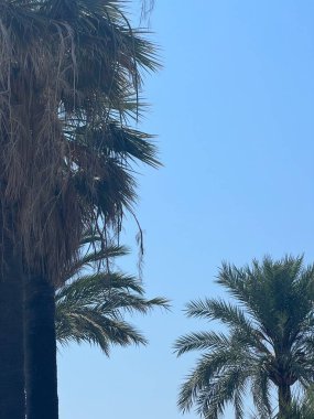 Mavi güneşli gökyüzüne karşı üç güzel palmiye ağacı. İnanılmaz gezinti güvertesi, muhteşem palmiye ağaçları ve yürüyen insanlarla ya da bisikletle, French Riviera. Güzel mavi gökyüzüne karşı mükemmel palmiye ağaçları