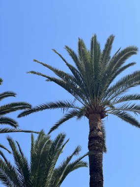 Mavi güneşli gökyüzüne karşı üç güzel palmiye ağacı. İnanılmaz gezinti güvertesi, muhteşem palmiye ağaçları ve yürüyen insanlarla ya da bisikletle, French Riviera. Güzel mavi gökyüzüne karşı mükemmel palmiye ağaçları