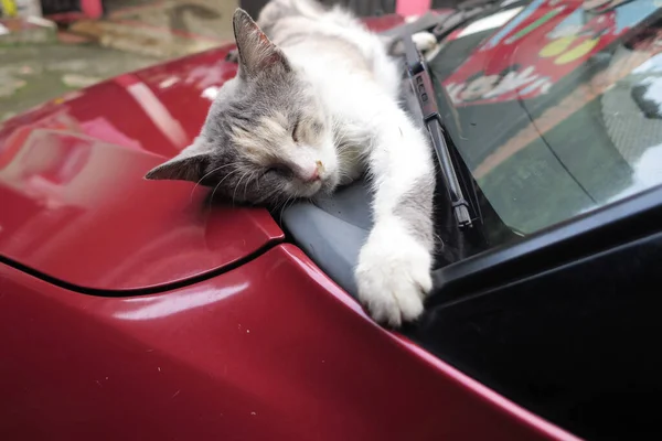 Katze Schläft Auf Dem Auto — Stockfoto