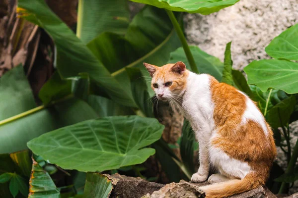 Άγρια Κόκκινη Γάτα Κάθεται Πάνω Μια Πέτρα — Φωτογραφία Αρχείου