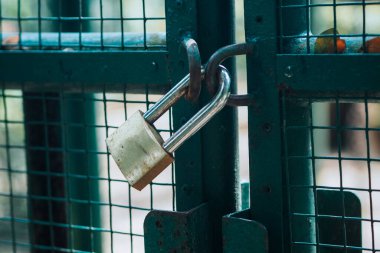 Yeşil çitin kilidini kilitle.