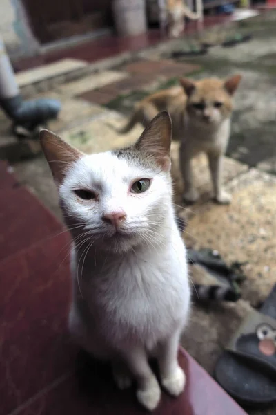 고양이의 오른쪽 아프다 — 스톡 사진