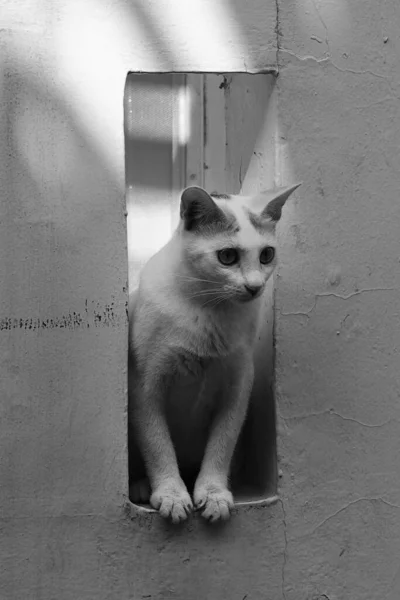 Katze Raus Auf Schwarz Weiß Foto — Stockfoto