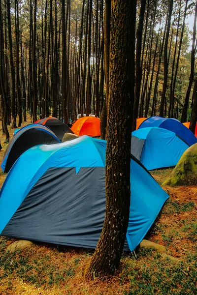 森の真ん中にいくつかのテントが立っていました — ストック写真
