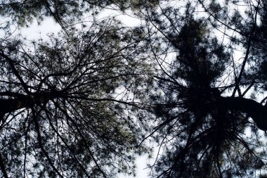 Ağaçların arasından gökyüzüne bak.