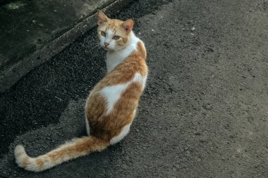 Evcil kedi bahçede dinleniyor.