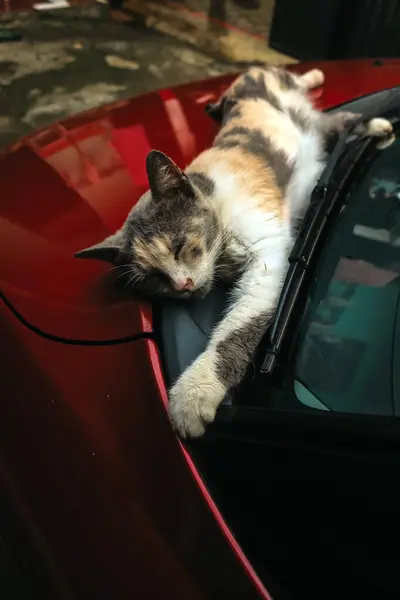 local cat sleeping on the car
