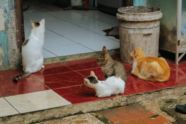 Katterna Samlades Väntan Mat — Stockfoto