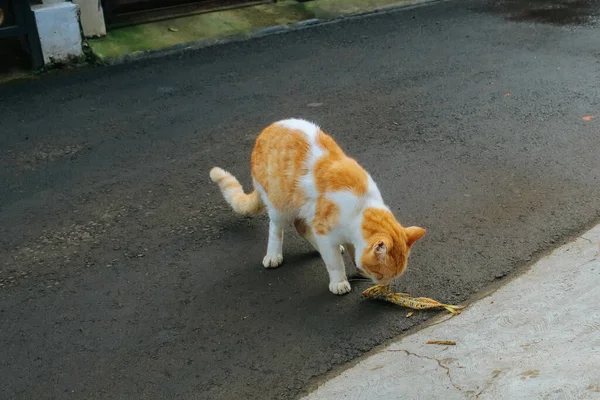 Gato Comer Peixe Asfalto — Fotografia de Stock