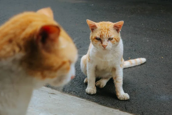 Две Домашние Кошки Лицом Друг Другу — стоковое фото