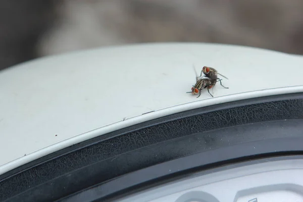 flies making out on a motorbike