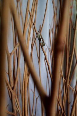 Kuru dallar arasında bir halka