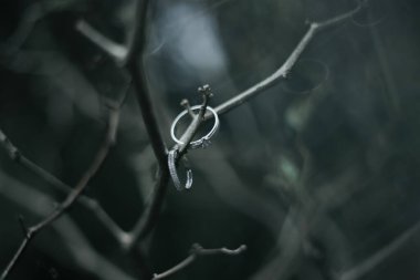 Yaprağın üzerinde bir çift alyans.