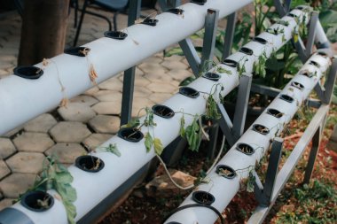 Hidrofonik sebzeler sıcak havaya maruz kalınca solup ölürler..