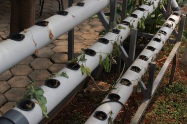 Hidrofonik sebzeler sıcak havaya maruz kalınca solup ölürler..