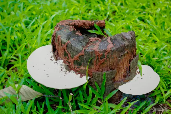 Old dead stump. Cut tree hollowed out and eroded by termites. Nature cycle.