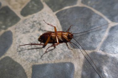 Hamamböceği gri zeminde baş aşağı duruyor.