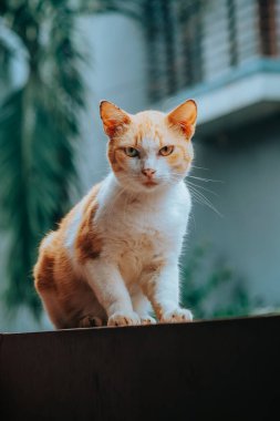 Kedi kameraya bakar, kedi çitin üzerinde oturur.