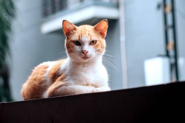 Kedi kameraya bakar, kedi çitin üzerinde oturur.