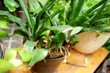 demlikteki seçili odak ağacı