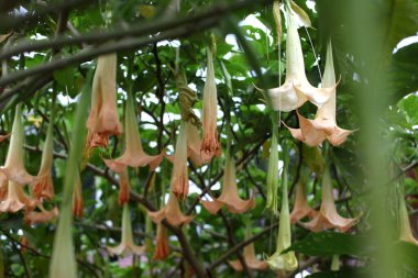 Çiçekteki melekler Trompetler, Parktaki Brugmansia Versicolor