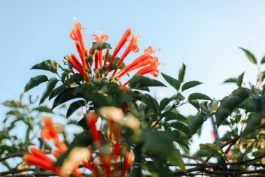 Pyrostegia venustası veya Alevli Trompet çiçekleri güzel portakallardır. Afiş için arka planlar