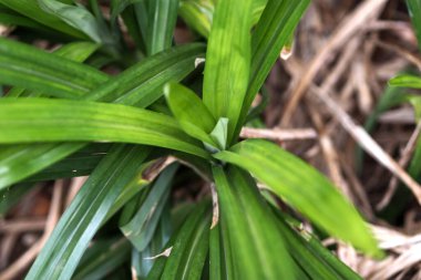 Close up of Mealybugs on Pandanus Amaryllifolius leaves, good for article clipart