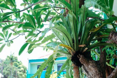 Asplenium nidus is an epiphytic species of fern in the family Aspleniaceae, lives attached to a tree clipart