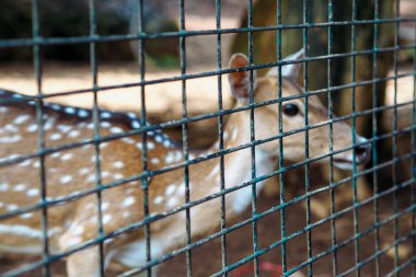Kafesin arkasındaki geyik, kafese odaklan.