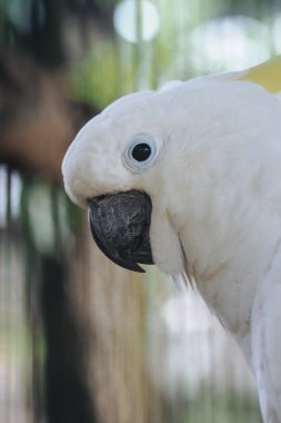 close up White Cockatoo in Its Cage clipart