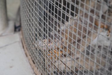 Küçük sürüngenler için tel kafes