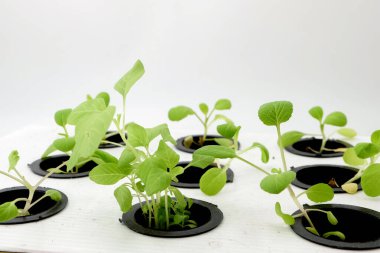 Beyaz bir arka planda izole edilmiş, hidrofonik metodu kullanarak bir sepete yerleştirilmiş ıspanak.