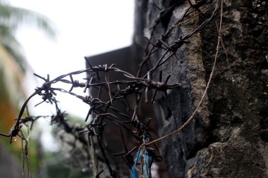 Yağmurdan sonra dikenli tel