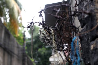 Yağmurdan sonra dikenli tel