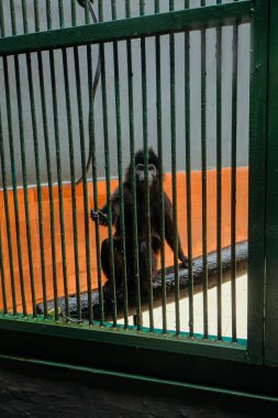 Kafesteki maymun, hayvanat bahçesindeki