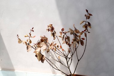 Dalları ve yaprakları kurumuş bir ağaç.