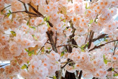 Yapay kiraz çiçeklerine yakın görünüyor, arka plan için iyi.