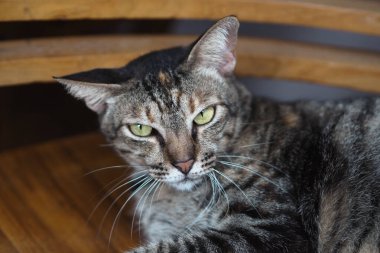 Kedi sandalyeye oturmuş kameraya bakıyor.