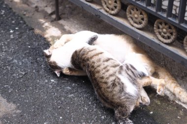 Kediler kavga eder ve birbirlerine sarılırlar.