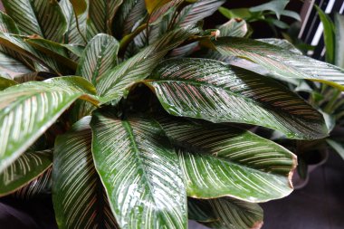 Pin Stripe bitkisi yaprakları (Goeppertia ornata), Goeppertia ornata familyasından bir bitki türü.