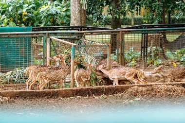 Bir geyik sürüsü ağılda ot yiyor.