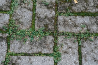 Tuğla blokları arasında yosun bitkileri