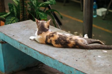 Kedi beton bankta oturuyor, kameradan uzak duruyor.