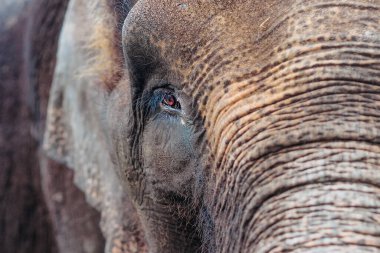 Bir filin gözünü kapat ve derinin dokusunu ortaya çıkar.