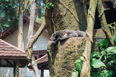 Binturong ya da ağaç dalındaki ayı kedisi