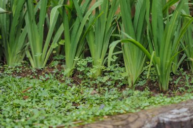 Sıra sıra pandan ağaçları, Yeşil Pandan çiftlikten ayrılıyor